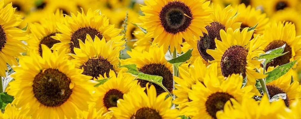 Girasoles Imagen